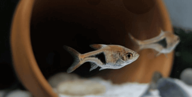 A small Harlequin Rasbora swimming near a clay pot