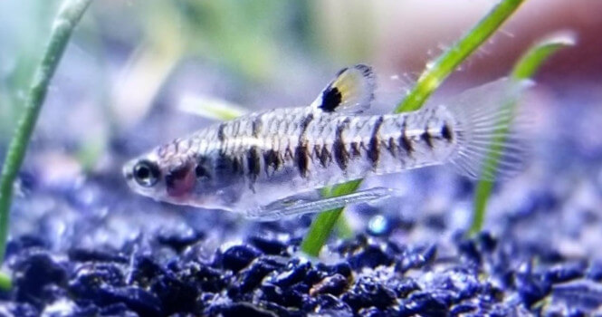 Close up of Least Killifish near aquarium bottom