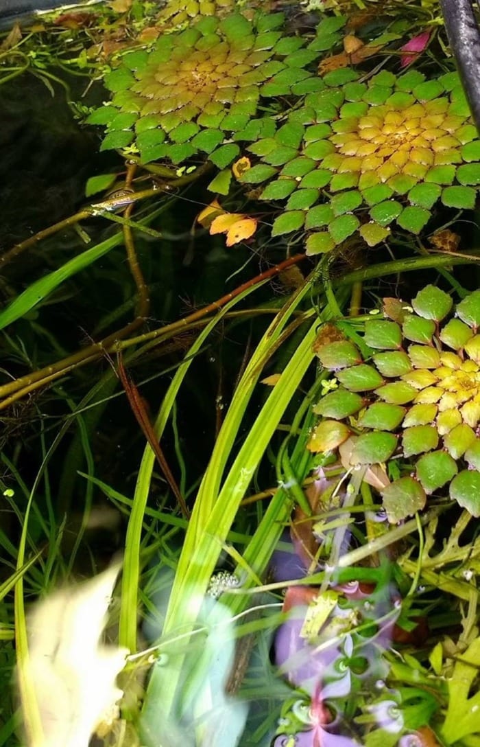 ludwigia sedioides