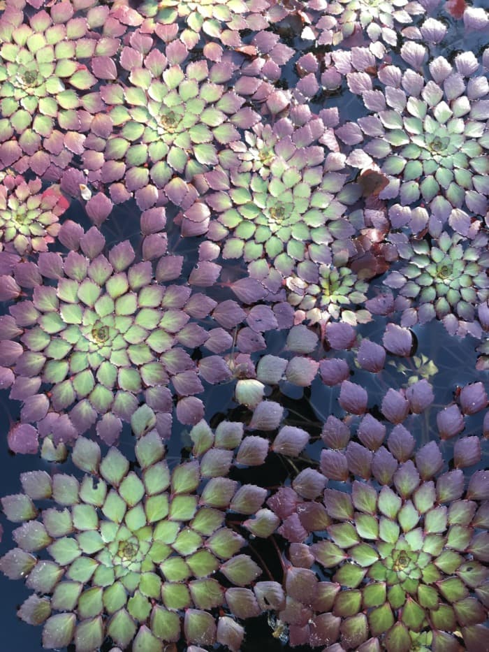 Floating Mosaic Plant