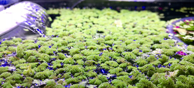 Floating Mosquito Fern plant