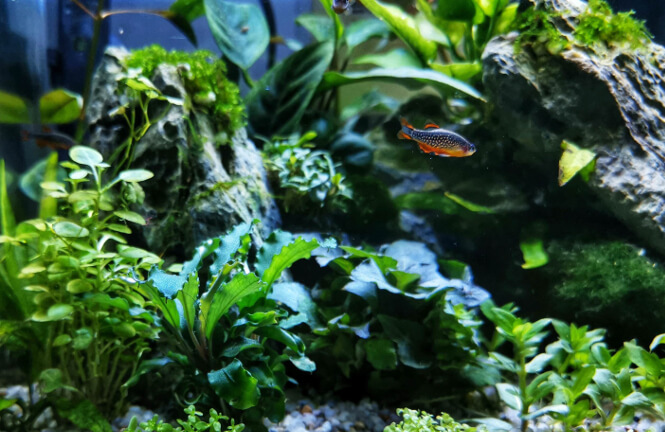 A tiny Celestial Pearl Danio in a planted aquarium