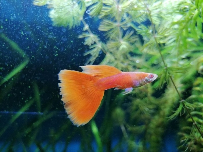 An Orange Guppy swimming near aquarium plants