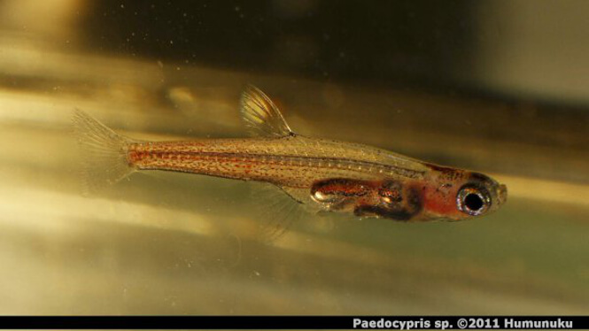 Close up of the smallest fish in the world, Paedocypris Progenetica