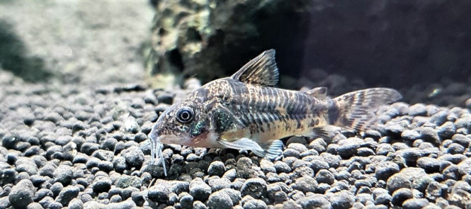 Pepper Corydora at the bottom of a fish tank