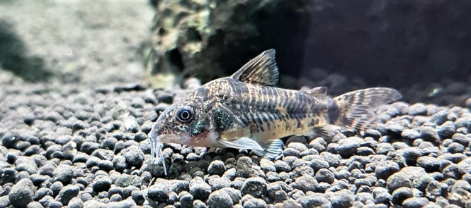 A Pepper Cory