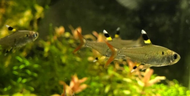 A school of Small Tetra fish swimming in an aquarium