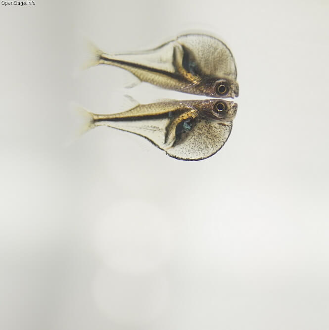 Pygmy Hatchetfish swimming near the water surface