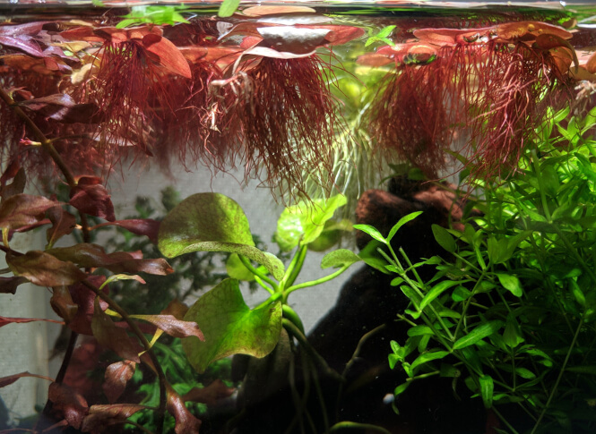 Red root floaters near aquarium surface