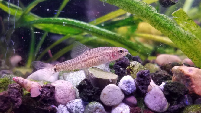 A rosy loach near colorful aquarium gravel