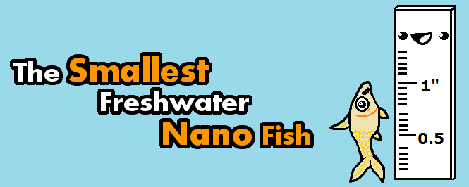 What is the smallest freshwater nano fish?