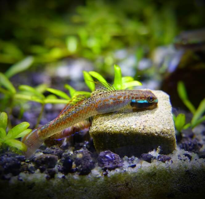 Neon Stiphodon Goby on a rock surrounded by lush aquarium vegetation