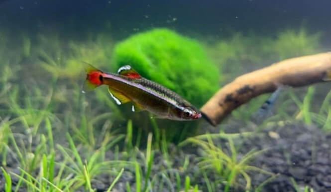 White Cloud Mountain Minnow