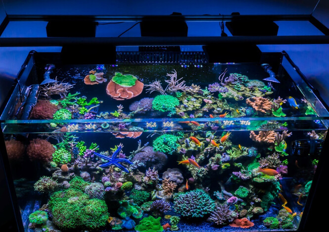 Acropora corals grown under five AI Hydra HD LED fixtures