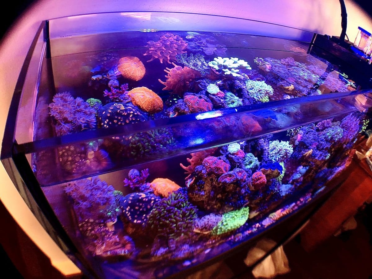 20-gallon reef tank