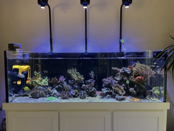 three kessil a500x led grow lights mounted over a 6-foot long aquarium that's 24 inches deep