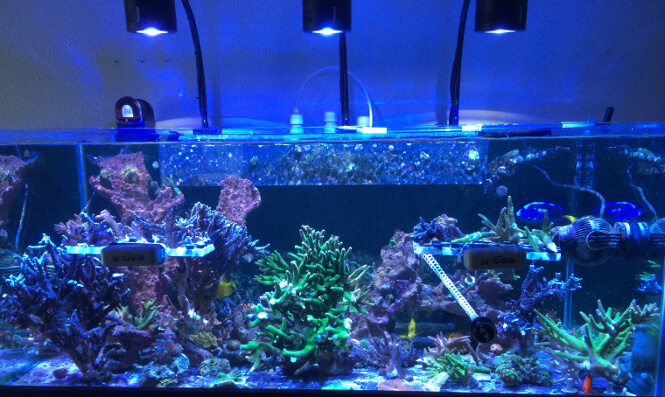 48 inch long reef tank with Kessil A360WE