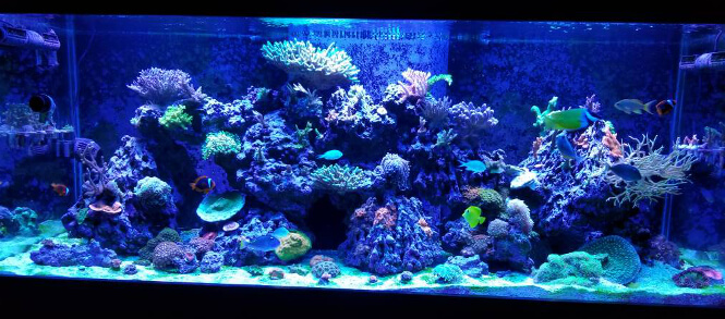 reef tank with sps corals growing under viparspectra