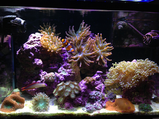 growth of LPS corals under the Current USA Orbit Marine LED lights
