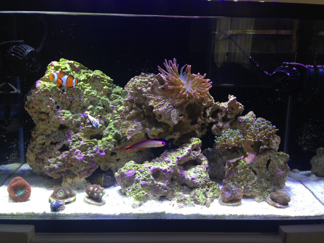 LPS coral reef tank