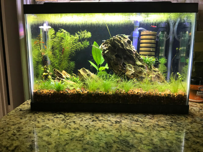 Fertilized planted aquarium