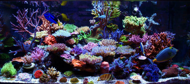 A beautiful aquarium with SPS corals