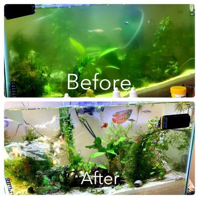 Cloudy Aquarium Water: Why it Happens and How to Clear it? - Before After Foggy Water Aquarium