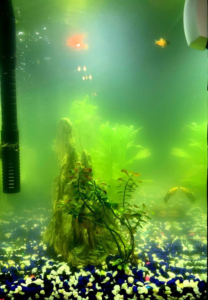 An aquarium that has a cloudy green water.