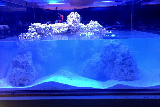 Sand substrate making the water in a saltwater tank very cloudy.