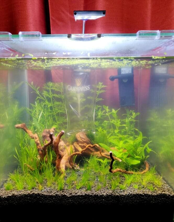 A brand new planted fish tank that's developing cloudy water.