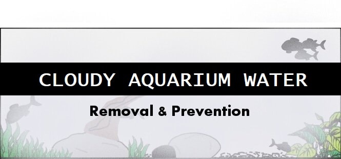 cloudy aquarium water header