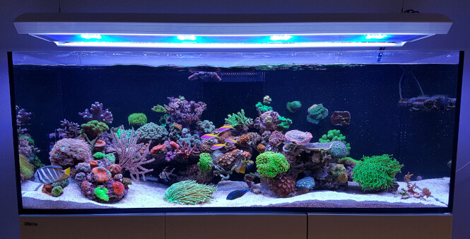Beautiful coral reef aquarium.