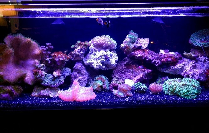 A saltwater reef aquarium with crystal clear water.