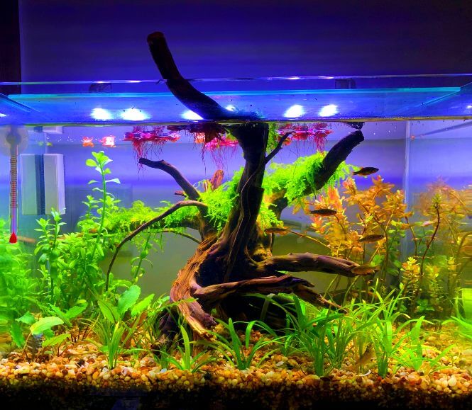 A freshwater fish tank with crystal water clarity.