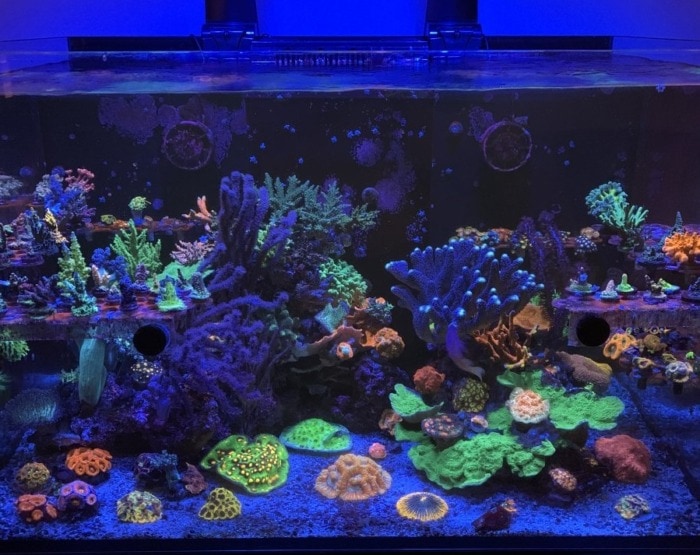 a reef tank that has the ecotech marine radion led lights on
