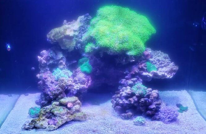 A reef aquarium with foggy water.