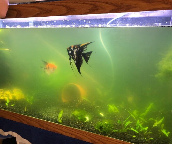 A fish tank that is no longer transparent because of hazy green water.
