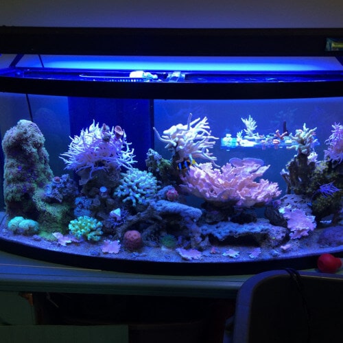 Healthy mixed reef tank