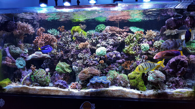 92-gallon saltwater tank with SPS corals