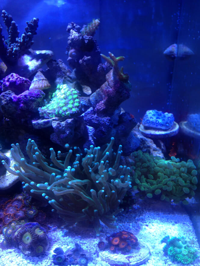 Kessil A80 growing corals