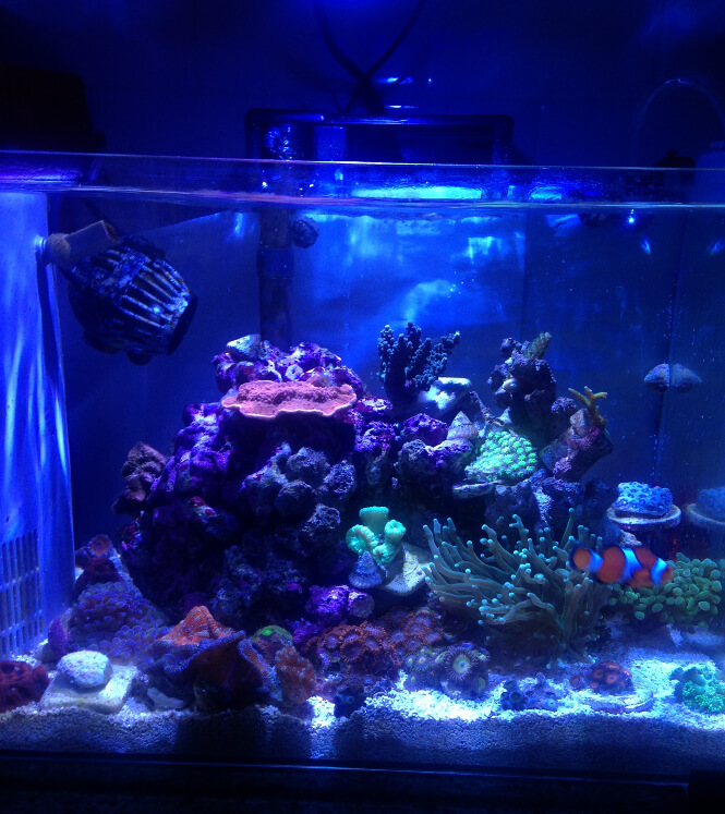 Kessil A80 over a tank with SPS corals