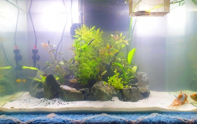 goldfish tank water cloudy