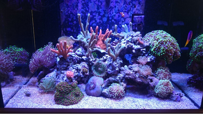 coral growth progression before