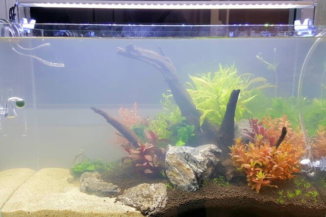 New aquarium that has cloudy water