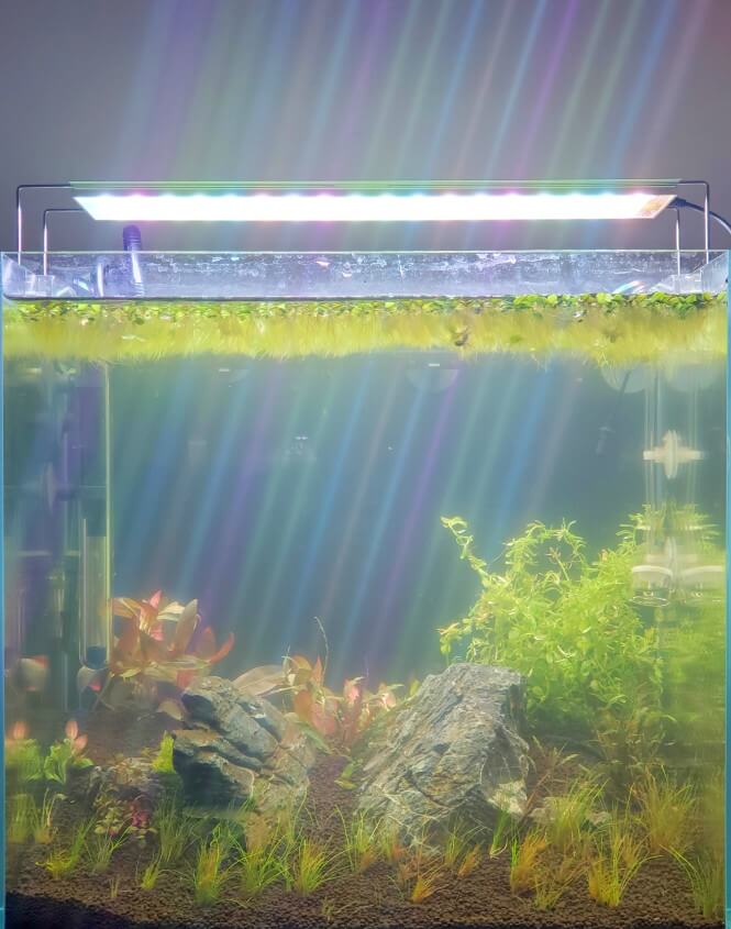 How a bacterial bloom makes the water in a fish tank foggy.
