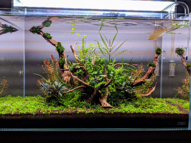 Low tech planted shrimp tank