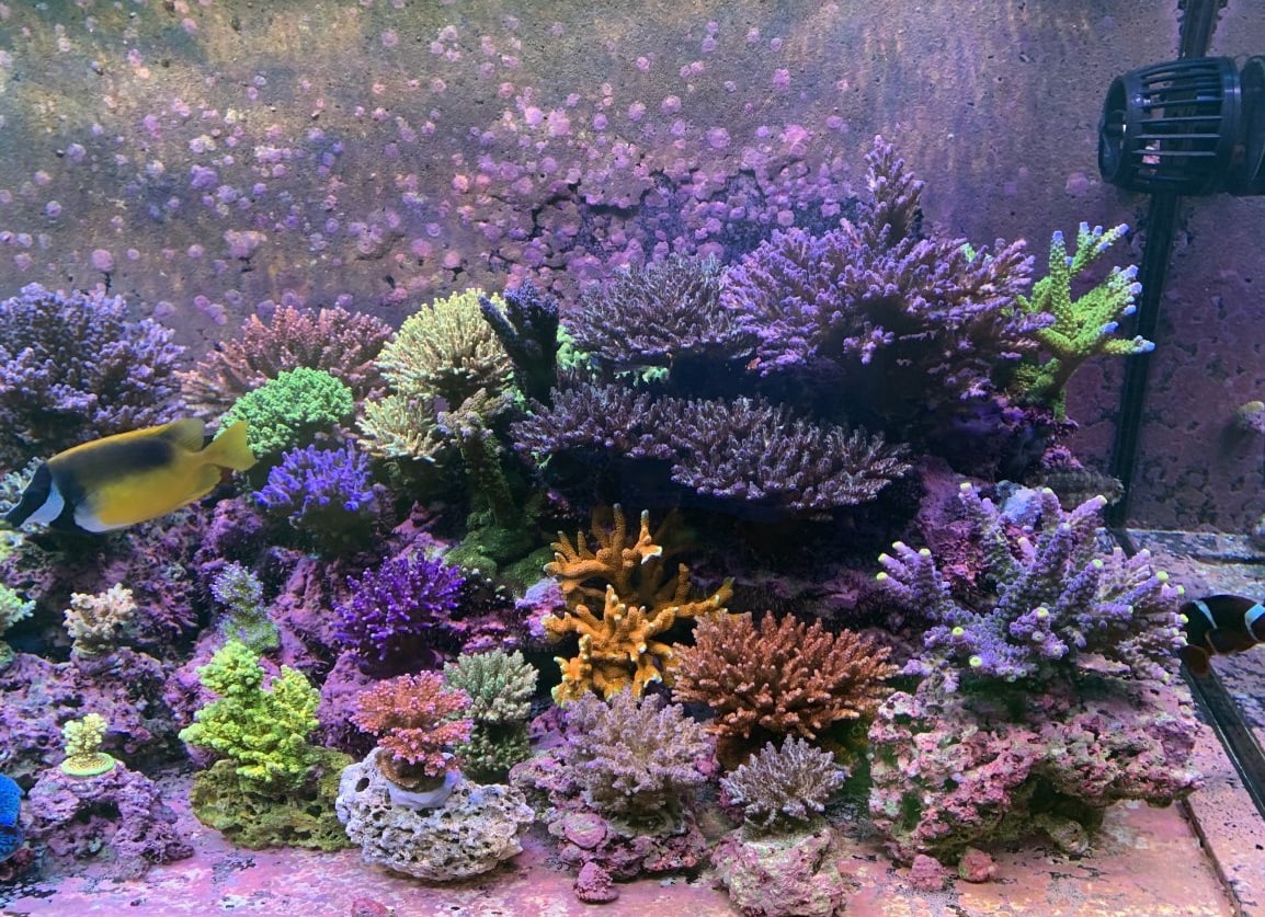 reef tank with SPS corals grown with Radion XR30 PRO GEN5
