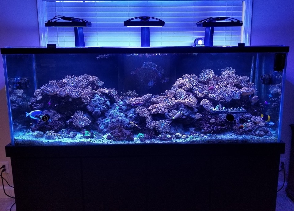 stunning reef aquarium with a lot of SPS corals