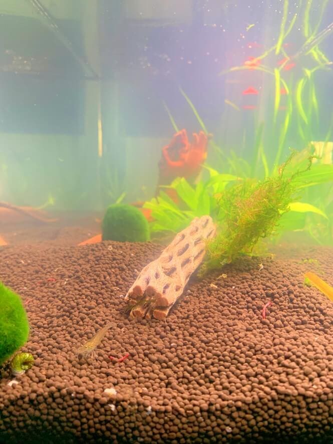 How to Get Rid of the Foggy Water in a Cloudy Fish Tank?