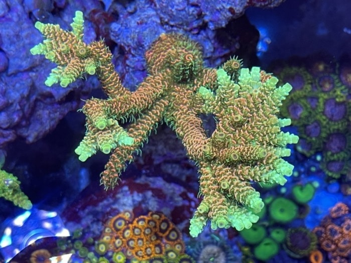an sps acropora coral grown with only a kessil a360x led light